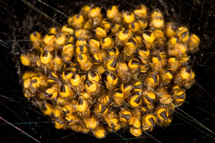 Spider that curls into a ball