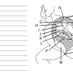 Gizmos frog dissection answer key