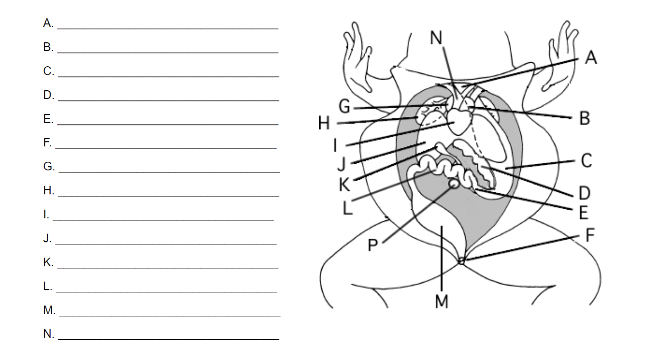 Gizmos frog dissection answer key