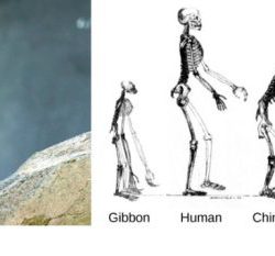 Skeletons reveal human and chimpanzee evolution answers