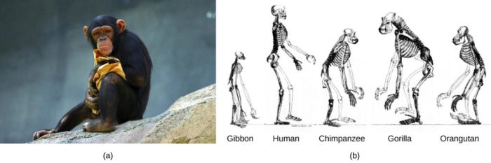 Skeletons reveal human and chimpanzee evolution answers