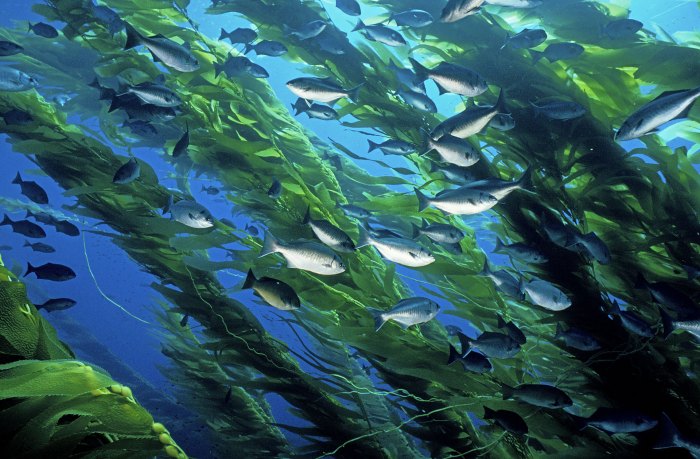 Kelp forest ecosystem global first marine gives mixed study key change forests imas around