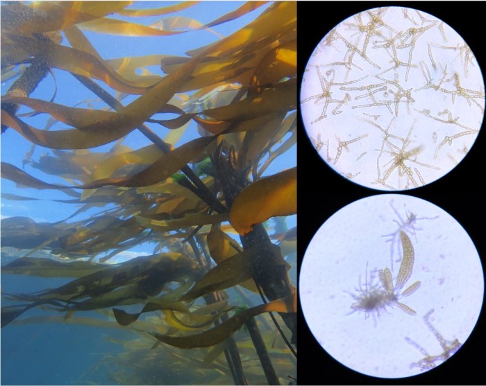 Effects of the environment on kelp answer key