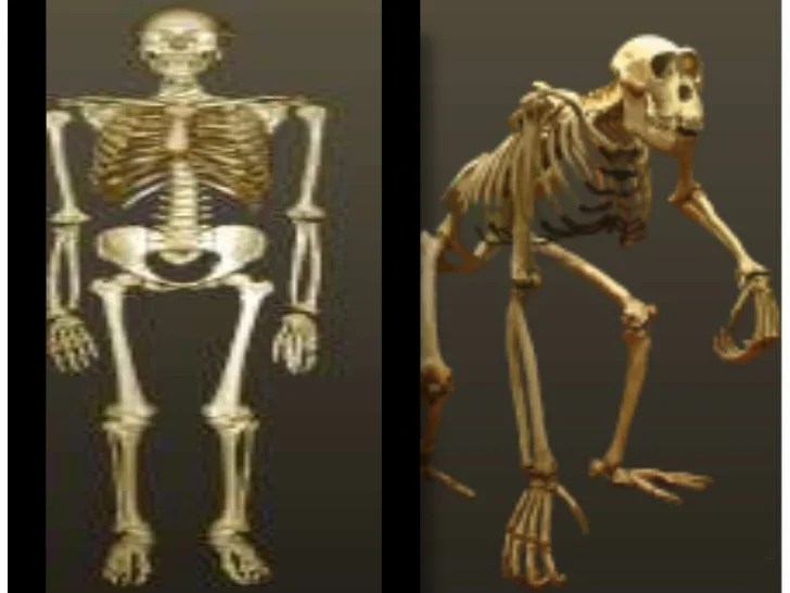 Skeletons reveal human and chimpanzee evolution answers