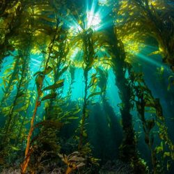 Effects of the environment on kelp answer key