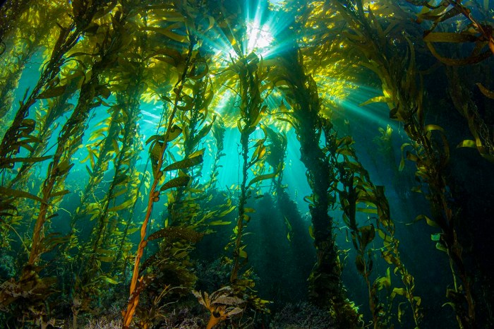 Effects of the environment on kelp answer key