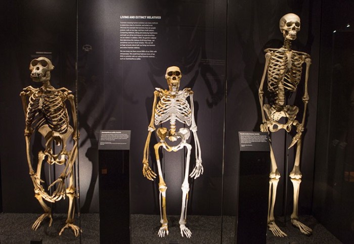 Skeletons chimpanzee